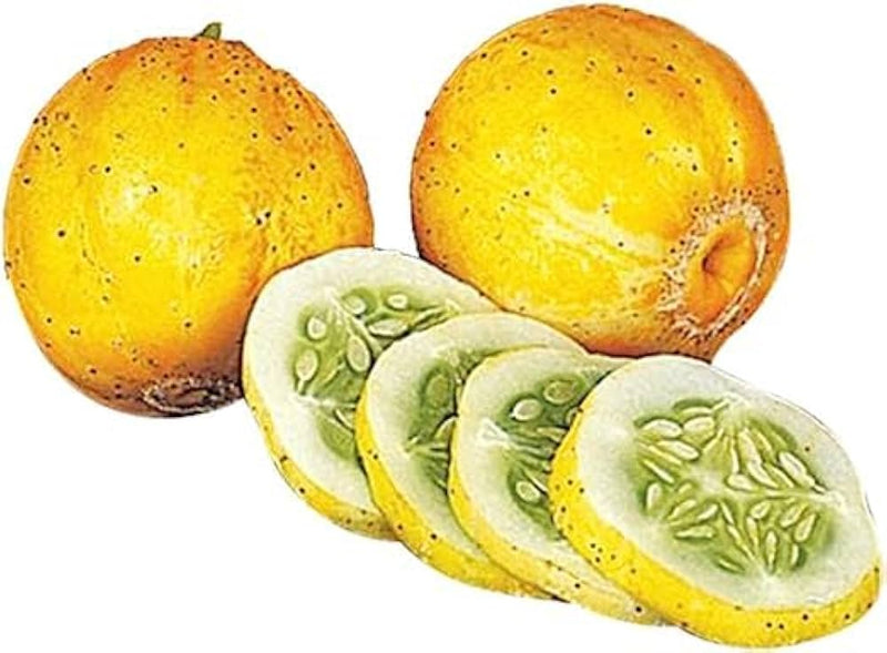 Zesty lemon cucumber pflanzen gezogen aus true lemon samen