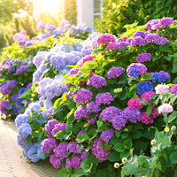 Hortensie Samen & Aussaat Leitfaden Grün Thumb Enthusiasts