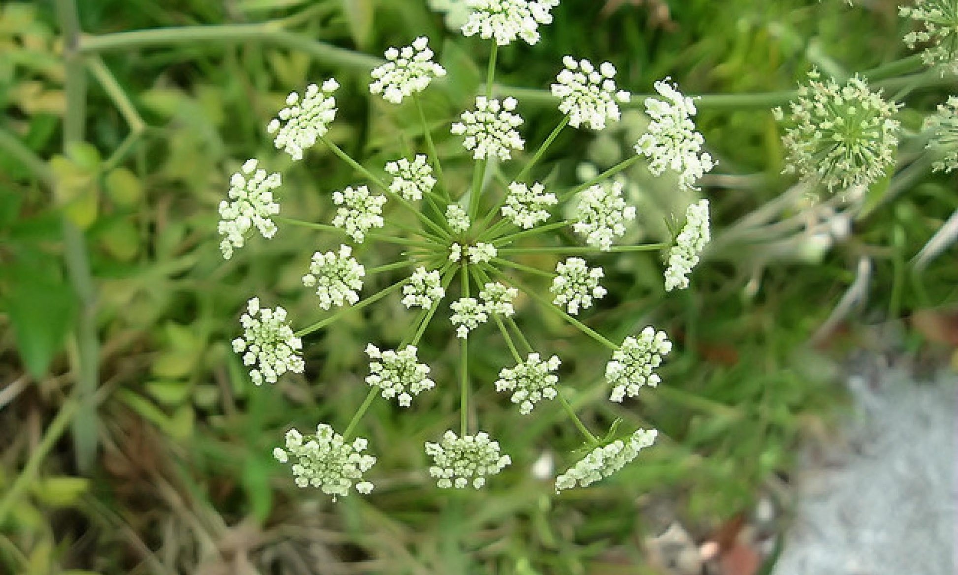 Cicuta Maculata Blumensamen zur Aussaat – hochwertige Qualitäts- – Traditionssorte & ohne Gentechnik Samen Hausgarten