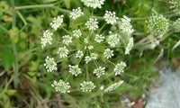 Cicuta Maculata Blumensamen zur Aussaat – hochwertige Qualitäts- – Traditionssorte & ohne Gentechnik Samen Hausgarten
