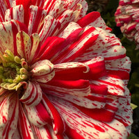 Zinnie Higro Candy Dog Blumensamen leuchtend Garten Blüten