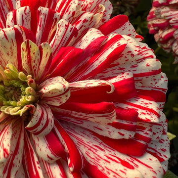 Zinnie Higro Candy Dog Blumensamen leuchtend Garten Blüten