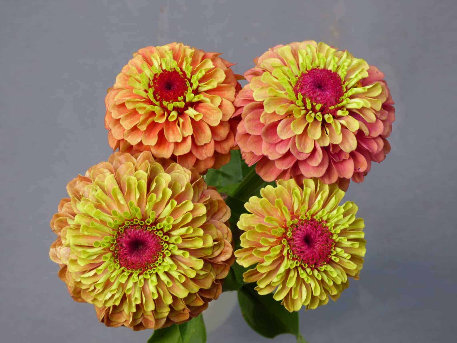 Zinnie Blumensamen Lime Orange Aussaat