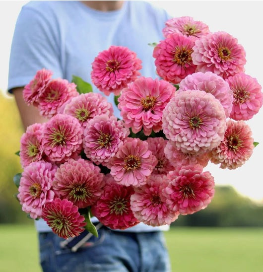 Zinnie Benary riesig Rosa Samen leuchtend – Rosa Zinnie Blüten