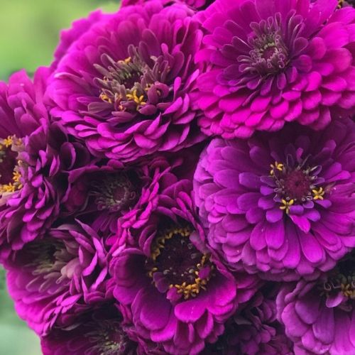 Violett Zinnie Blumensamen zur Aussaat lang Blüte Saison Traditionssorte & ohne Gentechnik Samen Hausgarten