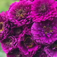 Violett Zinnie Blumensamen zur Aussaat lang Blüte Saison Traditionssorte & ohne Gentechnik Samen Hausgarten