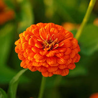 Close-up of vibrant zinnia blume blooms