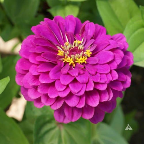 Deep rosa zinnia blume samen for vibrant garten