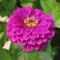 Deep rosa zinnia blume samen for vibrant garten