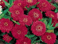 Zinnie Dreamland Coral Blumensamen leuchtend Coral Blüten