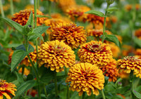 Zinnia elegans gelb blumen used in garten borders