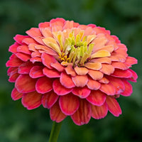 Zinnia elegans burgundy blume samen for anpflanzung and gardening