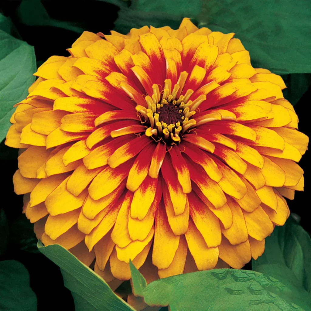 Zinnia elegans gelb blumen wachsend in garten beds