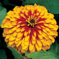Zinnia elegans gelb blumen wachsend in garten beds