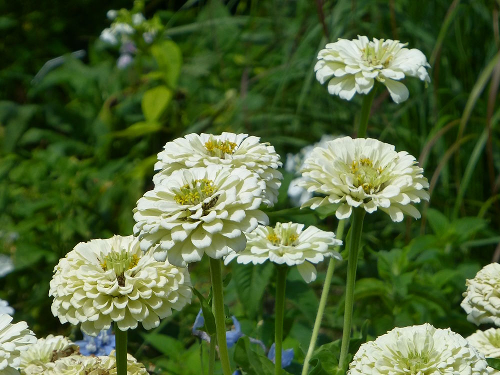 Zinnien Samen Weiss