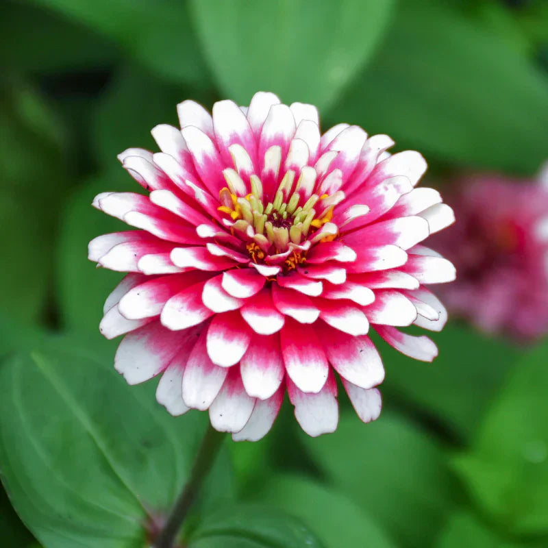 Vibrant weiß rosa zinnia anpflanzung samen for your garten blume