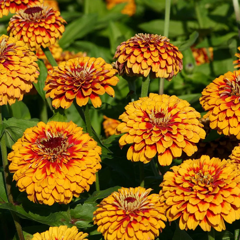 Zinnia elegans gelb blume samen for anpflanzung – bright blooms