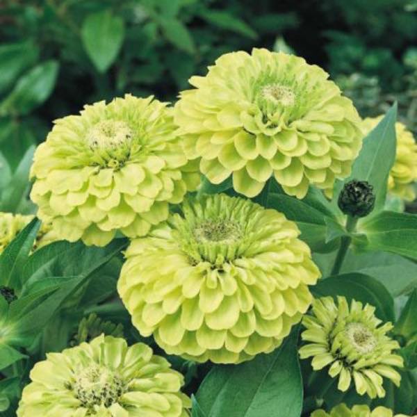 Envy Zinnie Blumensamen zur Aussaat Drought verträglich Traditionssorte & ohne Gentechnik Samen Hausgarten