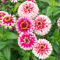 Zinnia blume samen for colorful summer garten anpflanzung
