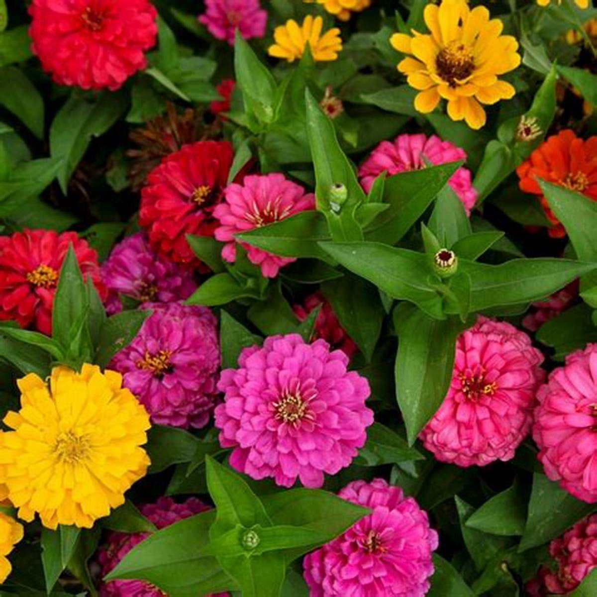 Zinnia blume samen anpflanzung and wachsend guide