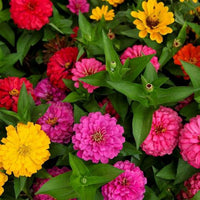 Zinnia blume samen anpflanzung and wachsend guide