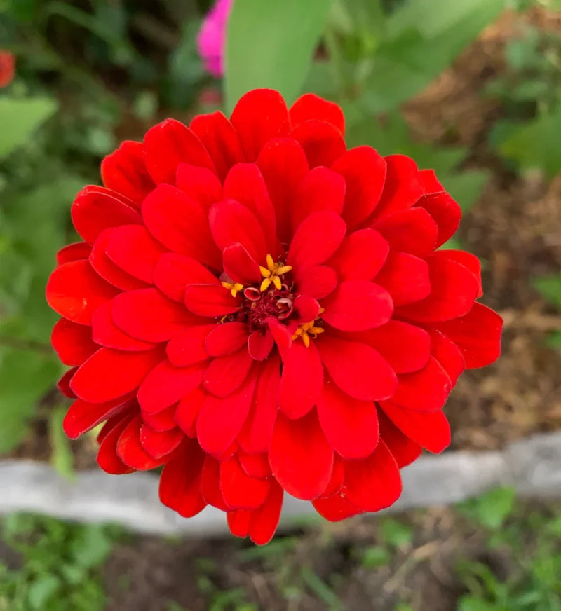 Zinnia blume samen for vibrant garten anpflanzung