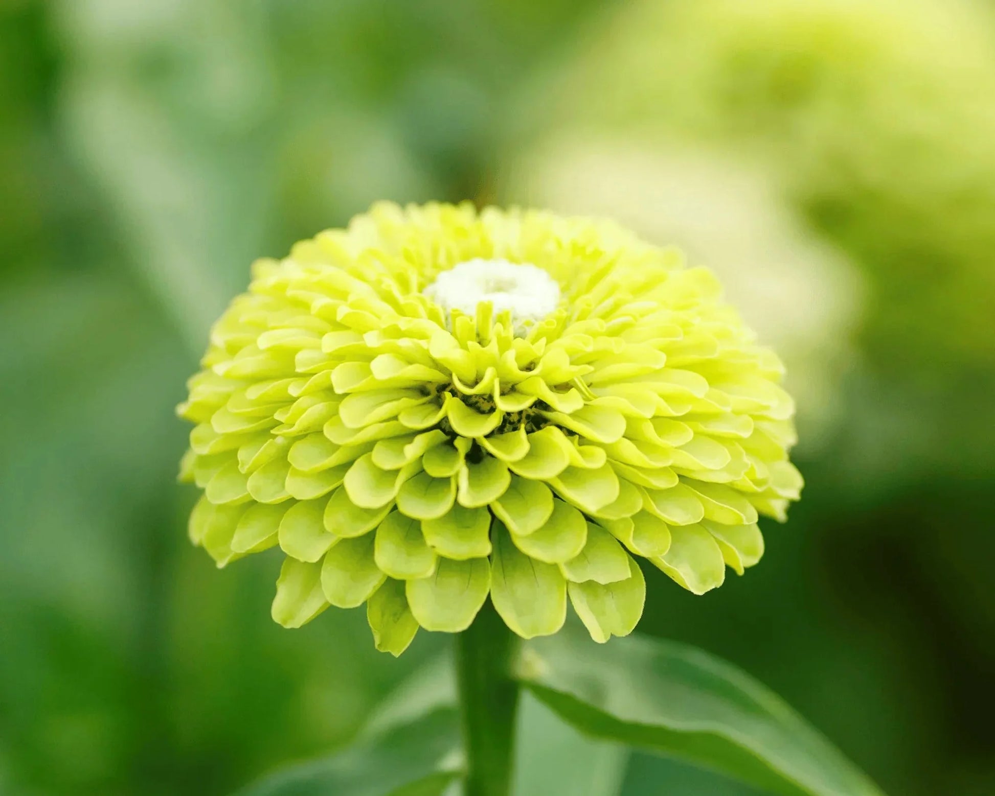 Zinnia grün blume samen for anpflanzung