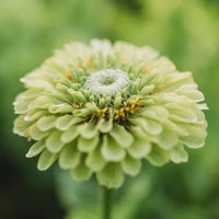 Zinnia grün weiß pflanze samen for borders and töpfen