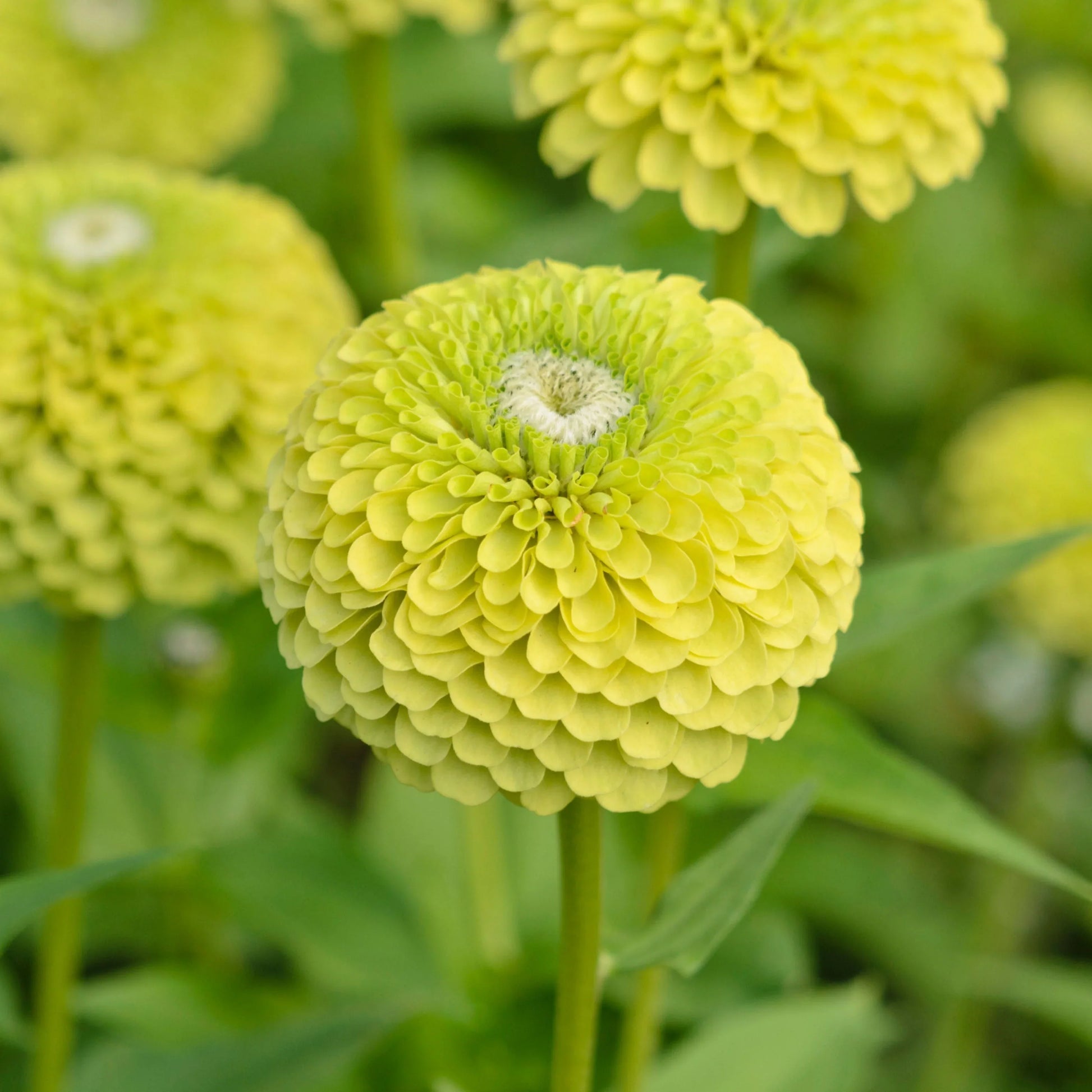 Zinnia grün weiß samen for stunning garten anpflanzung