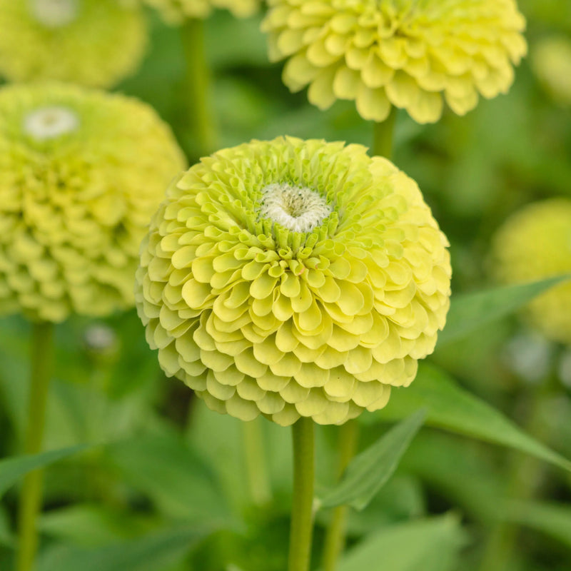 Zinnia grün weiß samen for stunning garten anpflanzung