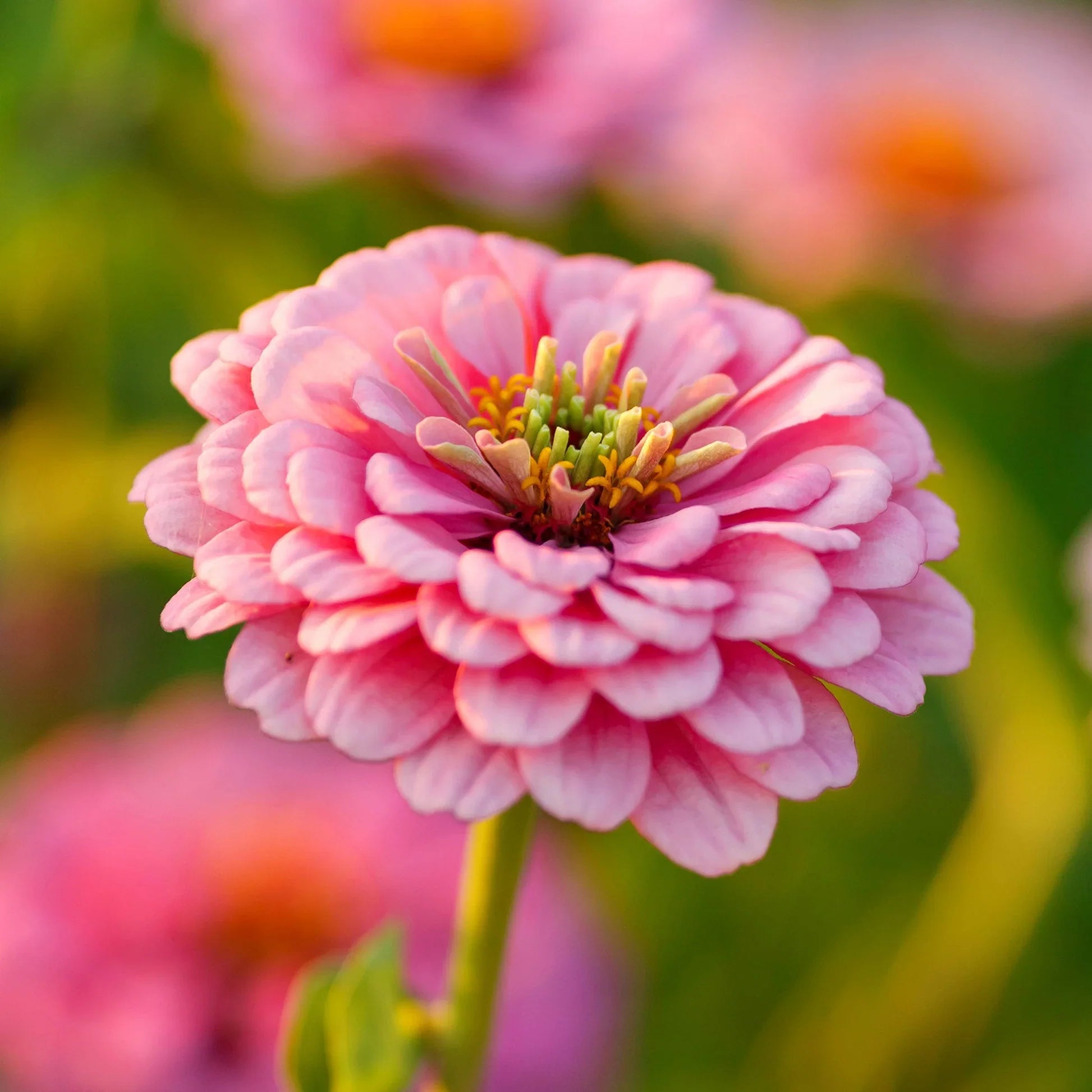 hell Rosa Zinnie Blumensamen zur Aussaat leuchtend Blüten Traditionssorte & ohne Gentechnik Samen Hausgarten