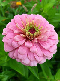 Zinnia light rosa blume samen for anpflanzung and gardening