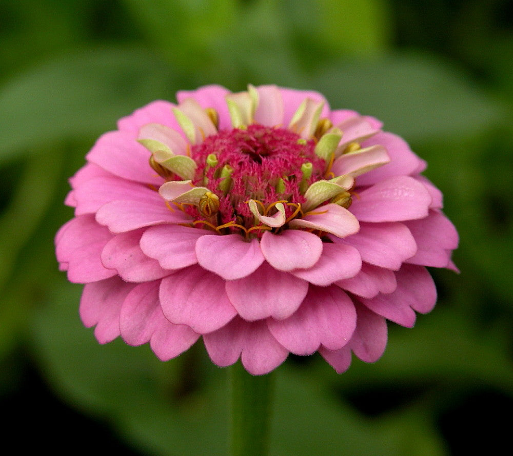 Zinnia light rosa samen anpflanzung and wachsend guide