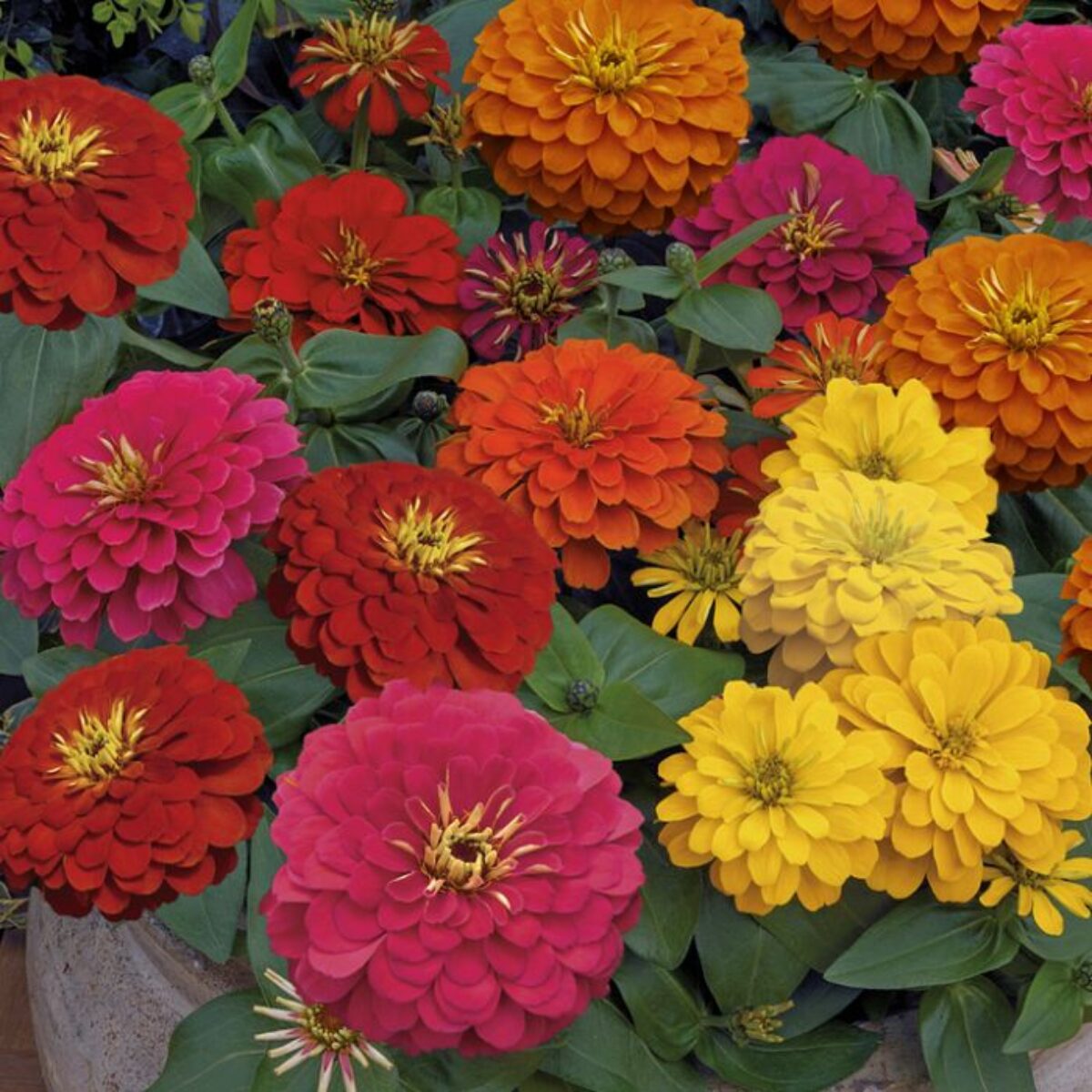 Gemischt Magellan Blumensamen zur Aussaat – Bestäuber freundlich – Traditionssorte & ohne Gentechnik Samen Hausgarten