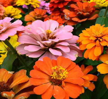 Zinnia blume samen orange rot anpflanzung bright