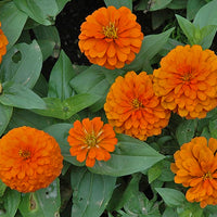 Orange Gelb Zinnie Blumensamen zur Aussaat – lang Blüte Saison – Traditionssorte & ohne Gentechnik Samen Hausgarten