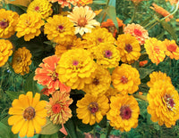 How to pflanze radiant gelb zinnia samen