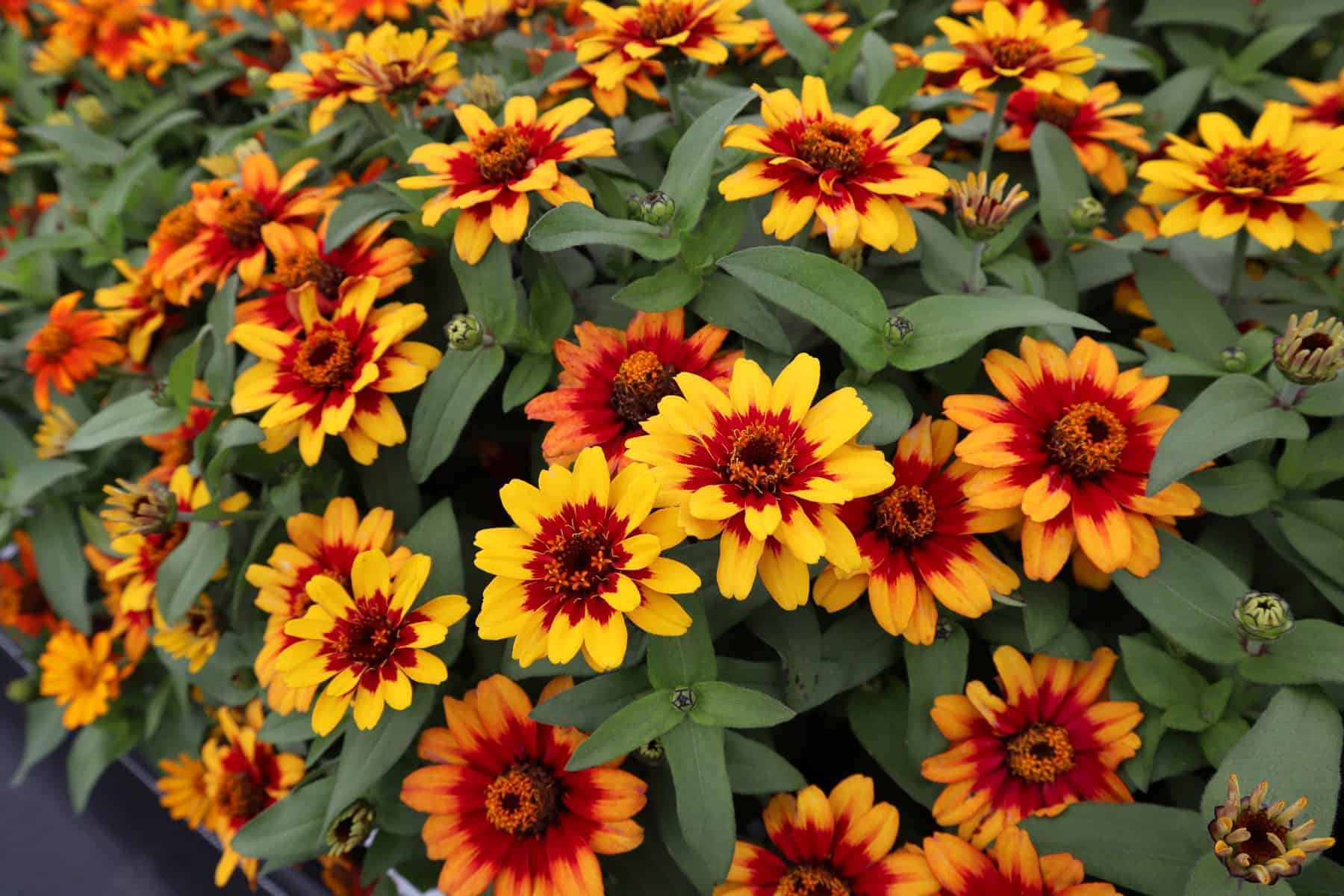Zinnie Profusion Blumensamen zur Aussaat saisonal Dauerblüher Traditionssorte & ohne Gentechnik Samen Hausgarten