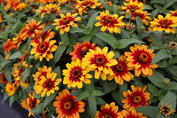 Zinnie Profusion Blumensamen zur Aussaat saisonal Dauerblüher Traditionssorte & ohne Gentechnik Samen Hausgarten