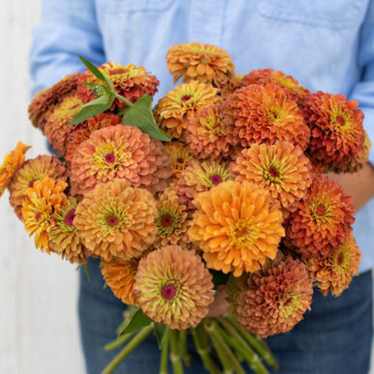 Braun Gelb Zinnie Blumensamen zur Aussaat robust Sorte Traditionssorte & ohne Gentechnik Samen Hausgarten