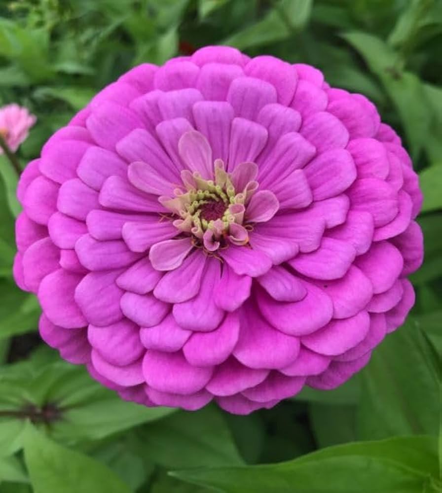 Zinnia seedlings keimend outdoors