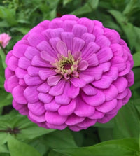 Zinnia seedlings keimend outdoors