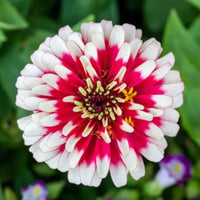 Zinnia samen in bright weiß and rosa for garten anpflanzung