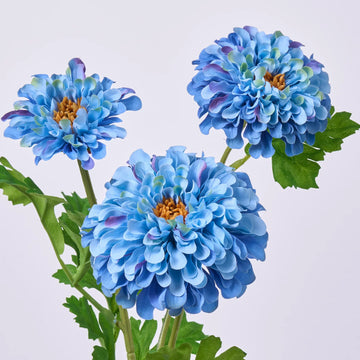 Zinnia sky blau & gelb blume samen for anpflanzung