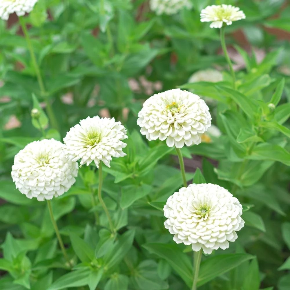 Weiß Zinnie Blumensamen zur Aussaat sonnenliebend Traditionssorte & ohne Gentechnik Samen Hausgarten