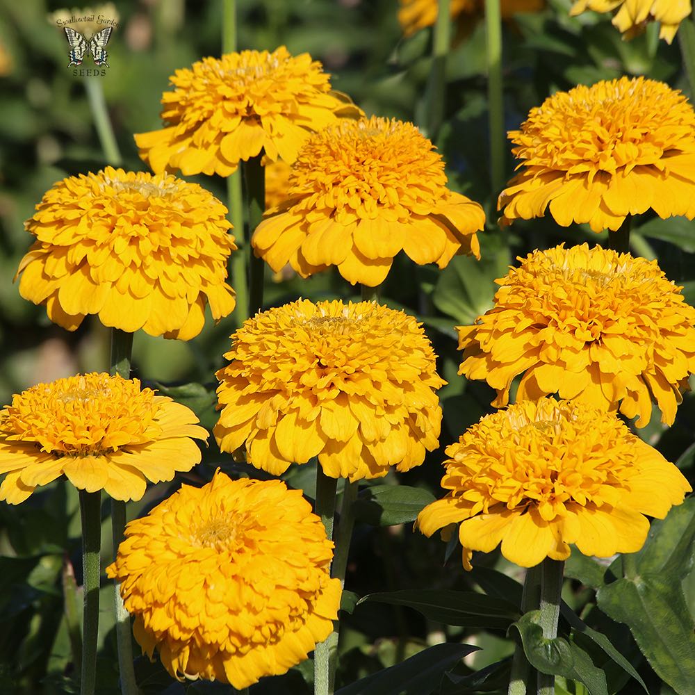 Gelb Zinnie Elegans Blumensamen zur Aussaat – hochwertige Qualitäts- – Traditionssorte & ohne Gentechnik Samen Hausgarten