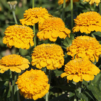 Gelb Zinnie Elegans Blumensamen zur Aussaat – hochwertige Qualitäts- – Traditionssorte & ohne Gentechnik Samen Hausgarten