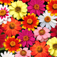 Zinnia blume samen orange rot anpflanzung bright
