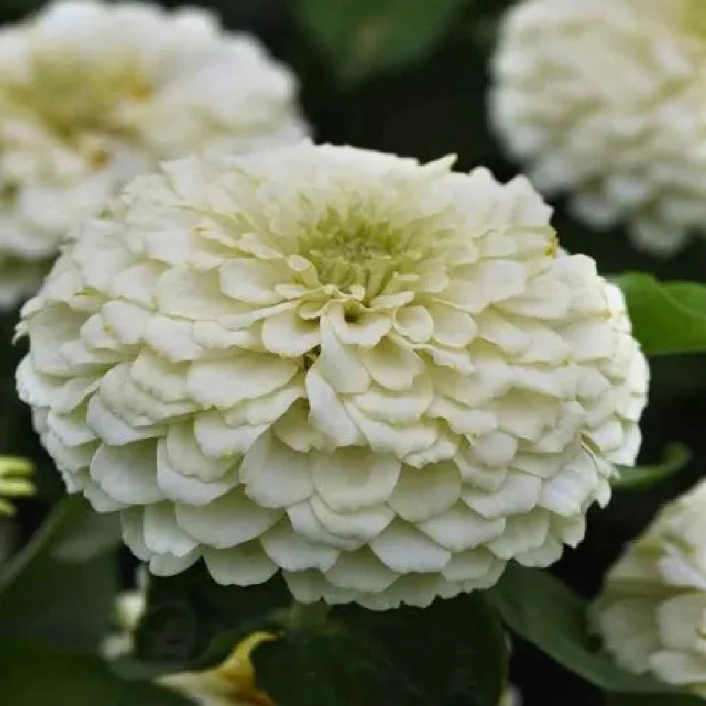 Weiß Zinnie Blumensamen zur Aussaat sonnenliebend Traditionssorte & ohne Gentechnik Samen Hausgarten
