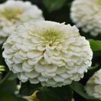 Weiß Zinnie Blumensamen zur Aussaat sonnenliebend Traditionssorte & ohne Gentechnik Samen Hausgarten